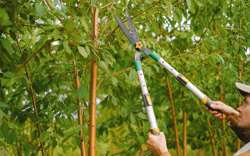 Tree trimming in Denison, IA